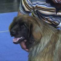 Salzburg Clubschau Mai 06 204 